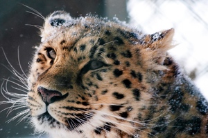 Amur Leopard Wild Cat