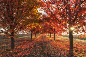 Autumn Fall Season Trees 4k
