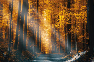 Autumn Forest Road Sunbeams 5k (5120x2880) Resolution Wallpaper