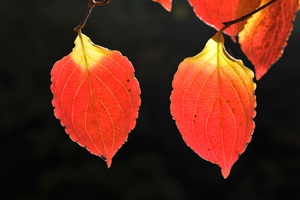 Autumn Leaves 5k (2560x1440) Resolution Wallpaper