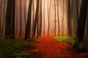 Autumn Starts Forest Wallpaper