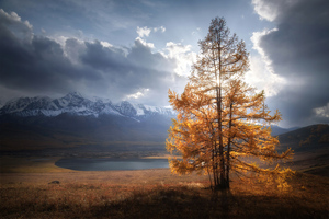 Autumn Tree Sunlight Mountains Clouds 5k Wallpaper