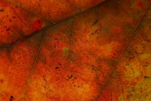 Autumnal Leave 5k