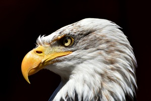 Bald Eagle Adler 5k Wallpaper