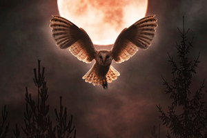 Barn Owl Moon Night Wallpaper