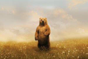 Bear In Field Wallpaper