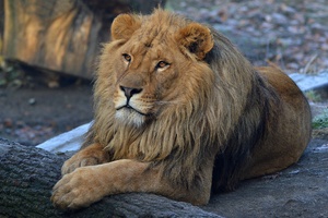 Beard Lion