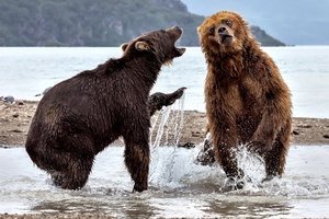 Bears Fighting (1920x1200) Resolution Wallpaper