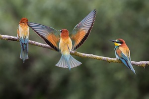 Bee Eaters (2560x1700) Resolution Wallpaper