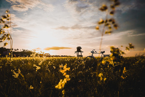 Bicycle In Field (1336x768) Resolution Wallpaper