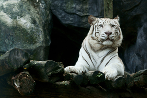 Big White Tiger Hd