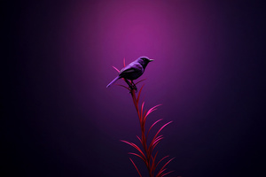 Bird Moments Of Quiet Reflection (1280x800) Resolution Wallpaper