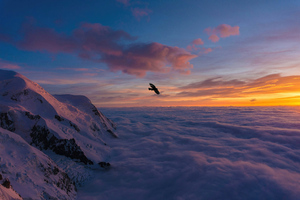 Bird Soaring Above Snowy Heights (1360x768) Resolution Wallpaper