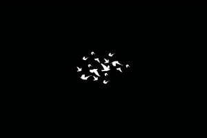 Birds Flying Minimalist Dark 4k Wallpaper