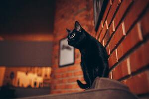 Black Cat Portrait 5k