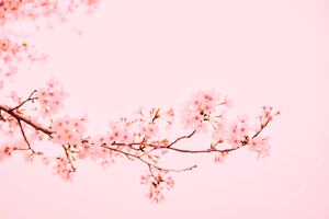 Blossom Flower Plant 5k Wallpaper