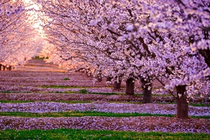 Blossom Nature Pink Flowers Trees