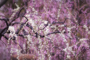 Blossoms Blooming (1366x768) Resolution Wallpaper
