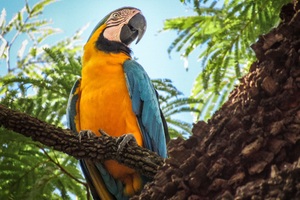 Blue And Yellow Macaw 4k (2048x1152) Resolution Wallpaper