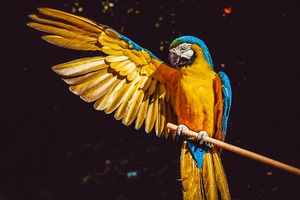Blue And Yellow Macaw 5k Wallpaper