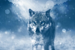Blue Eyed Wolf Wallpaper