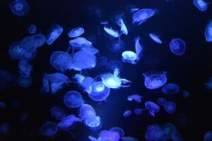 Blue Jellyfishes Underwater Photography 5k (2560x1080) Resolution Wallpaper