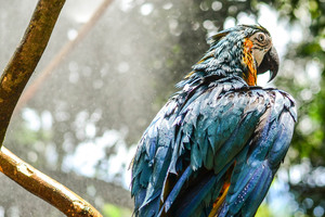 Blue Macaw 4k