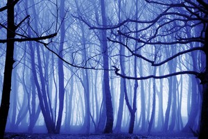 Blue Mist Nature Trees 4k