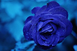 Blue Rose 4k
