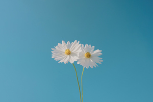 Blue Sky And Flower (2560x1024) Resolution Wallpaper