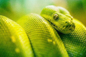Boa Green Snake 5k Wallpaper