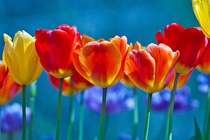 Brightly Colored Tulips Wallpaper
