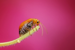 Bug Macro Wallpaper