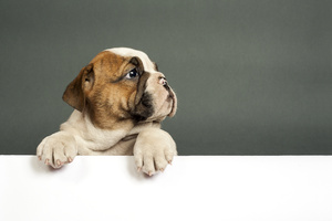 Bulldog Puppy 4k (1440x900) Resolution Wallpaper