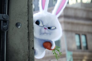 Bunny The Secrete Life of Pets Movie Wallpaper