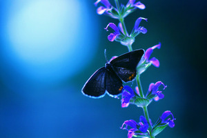 Butterfly Flower