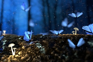 Butterfly Mushrooms Forest Fantasy