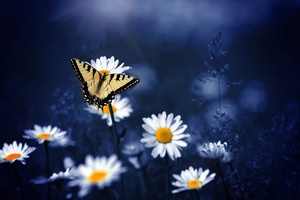 Butterfly On Flowers (1336x768) Resolution Wallpaper
