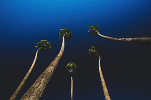 California Palm Trees Wallpaper