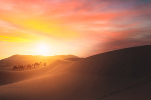 Camel Walking In The Desert