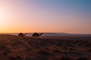Camel Walking Through Desert