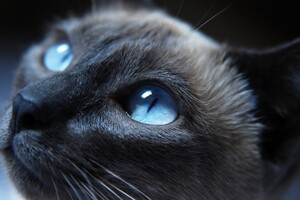 Cat Eyes Closeup
