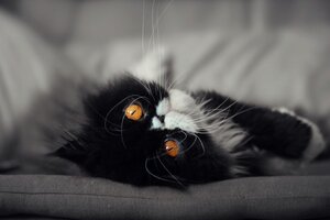 Cat Eyes Wallpaper
