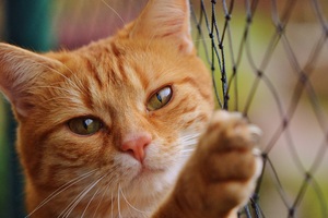 Cat Fence