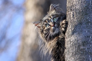 Cat Hiding Behind Tree (320x240) Resolution Wallpaper