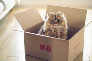Cat In Box (320x240) Resolution Wallpaper