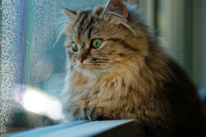 Cat Looking Through Window (1280x800) Resolution Wallpaper