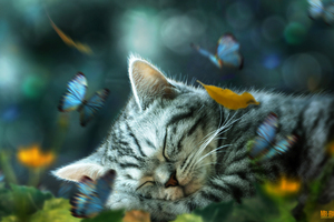 Cat Nap Daydream