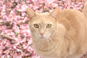 Cat On Pink Flowers