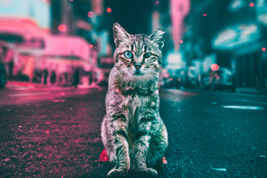 Cat Road Lights (2560x1600) Resolution Wallpaper